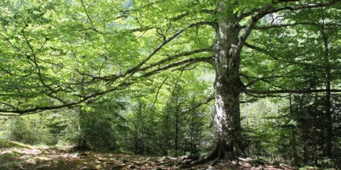 El bosque no me deja ver el árbol