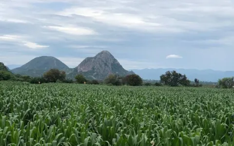 Cortesía