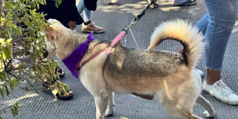 Sedagro reporta 23 casos de gusano barrenador en perros de Morelos