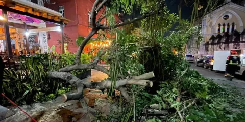 Bomberos de Cuernavaca alertan por árboles en riesgo de colapso