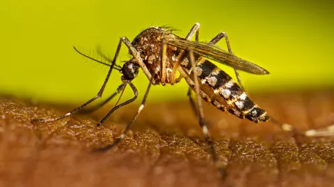 Cuernavaca llama a eliminar criaderos de mosquitos durante la temporada de lluvias para prevenir el dengue con acciones de limpieza y prevención desde casa.