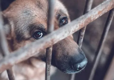 Cuernavaca registró 180 denuncias por maltrato animal de enero a julio de 2026; 11 casos tienen resolución y las multas llegan a 35 mil pesos.