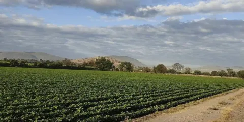 La tragedia de los comunes
