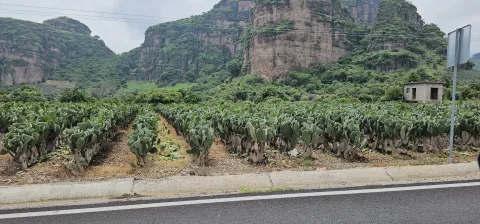 Nopales en Morelos