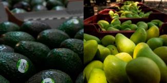 Reanudan exportación de mango y aguacate de Michoacán a EU
