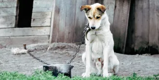 maltrato animal LDH 