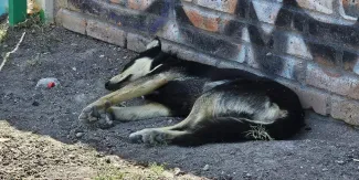 PLDH