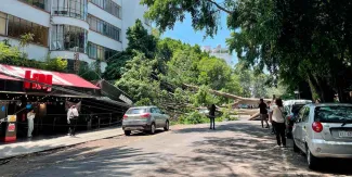 Árbol de 25 metros cae en Polanco y daña restaurantes y un auto