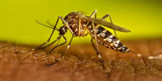 Cuernavaca llama a eliminar criaderos de mosquitos durante la temporada de lluvias para prevenir el dengue con acciones de limpieza y prevención desde casa.