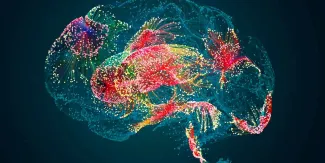 Cerebro humano: estudio plantea dos orígenes celulares distintos