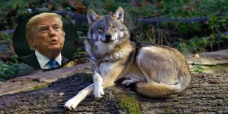 Trump ordena revisar el estatus del lobo gris mexicano para autorizar su caza