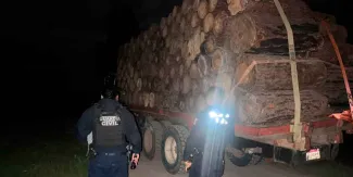 Hallan cinco camiones con 400 rollos de madera en zona de Morelia