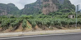 Nopales en Morelos