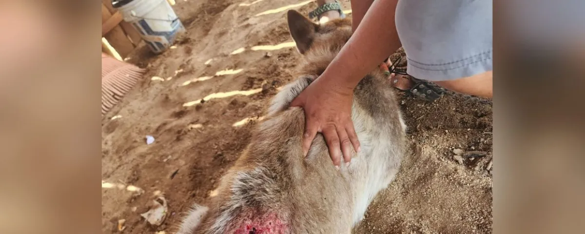 Detectan presencia de gusano barrenador en perros en Morelos *imagen ilustrativa*