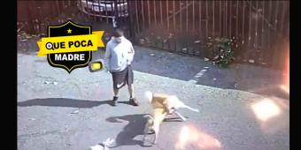 VIDEO. Miserables patean a perro de la calle hasta el cansancio 