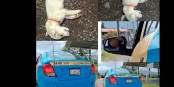 VIDEO. Taxista de Huauchinango pasa sobre un cachorro y lo mata 