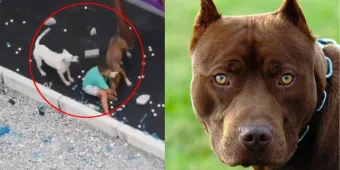 Video. Niño es brutalmente atacado por un par de perros Pitbulls 